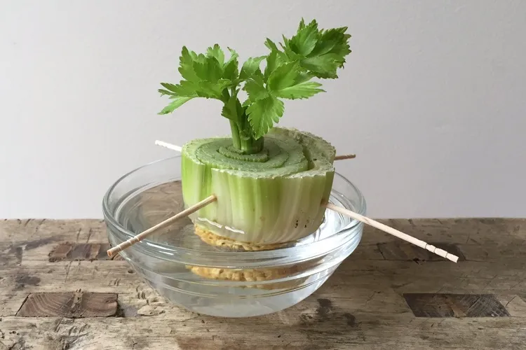 regrowing le celery à partir de restes