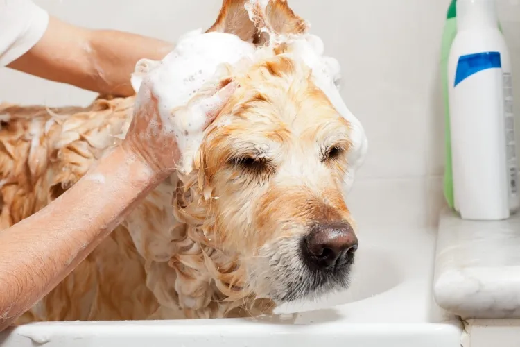 savon noir ménager shampoing chien diy