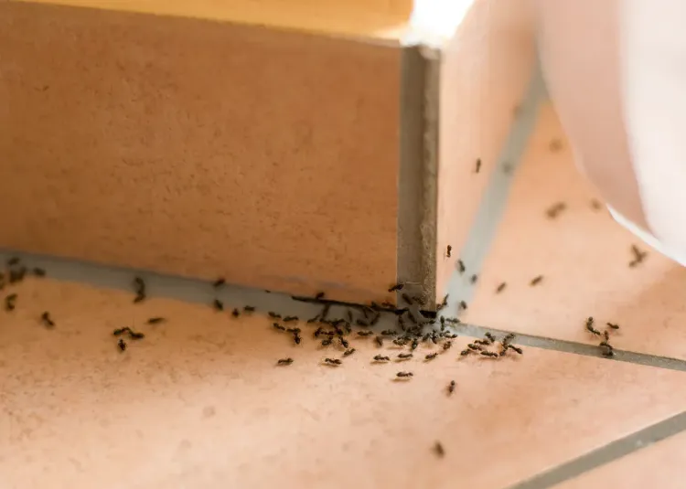 se débarrasser fourmis dans maison huiles essentielles autres produits naturels