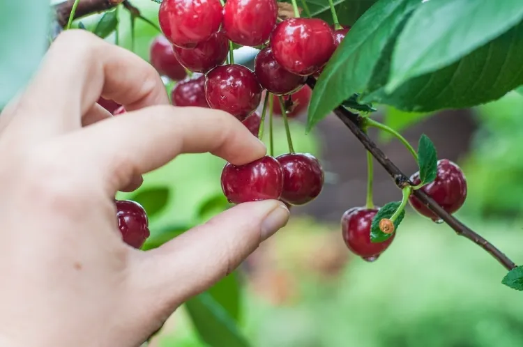 the tail of cherry detox