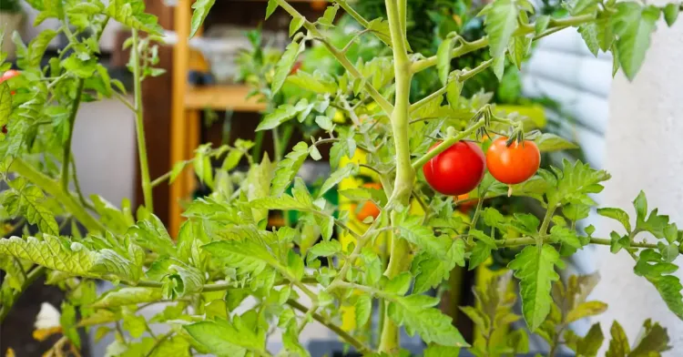 tomates cerise pour jardin potager urbain 2022