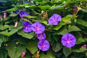 top 10 des plantes grimpantes extérieures 2022