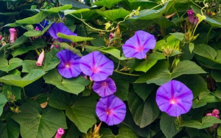 top 10 des plantes grimpantes extérieures 2022