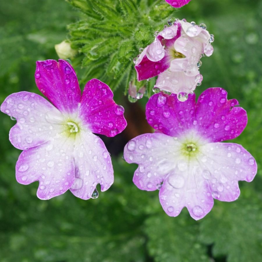 top 10 des plantes retombantes d'extérieur