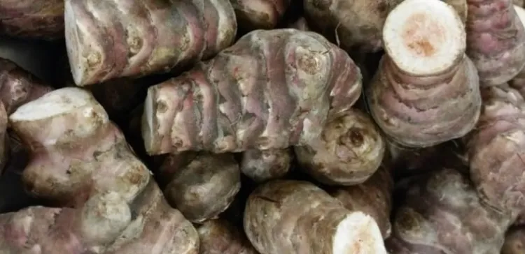 topinambour légume perpétuel à planter dans le jardin