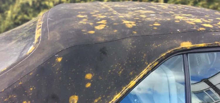 Traces of Mold on the Hood How to Clean 2022