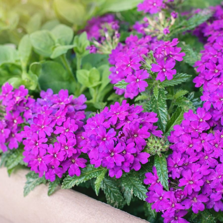 verveine retombante parmi les 10 plantes