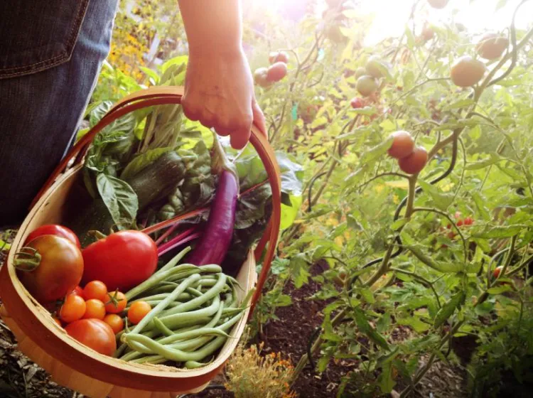 5 légumes que vous pouvez planter en juin 2022