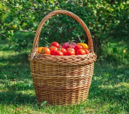 Comment avoir de belles tomates au potager