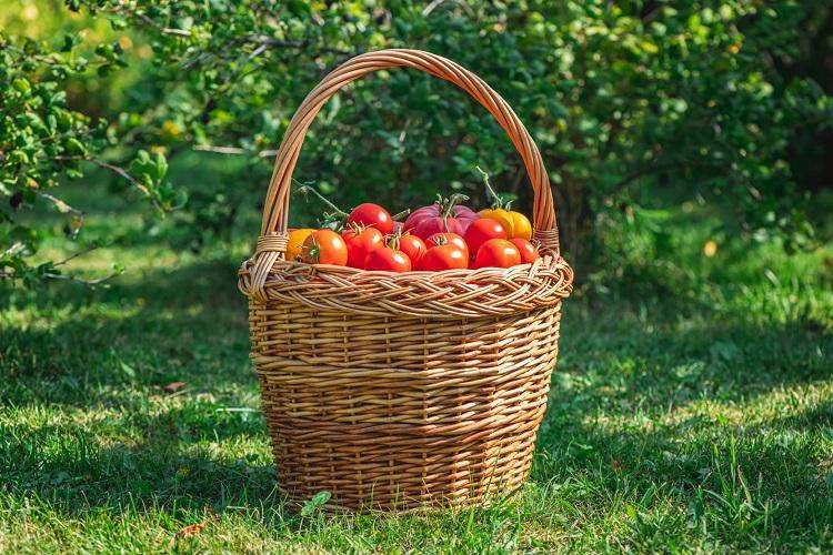 Comment avoir de belles tomates au potager