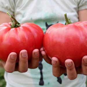 Comment faire pour avoir les plus grosses tomates