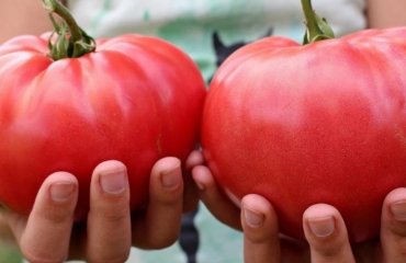Comment faire pour avoir les plus grosses tomates