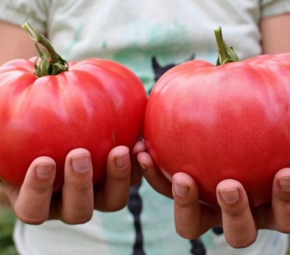 Comment faire pour avoir les plus grosses tomates