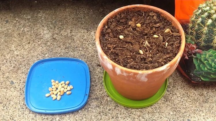 Comment faire pousser des cerises avec un noyau