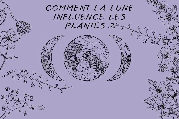 Comment la lune influence les plantes