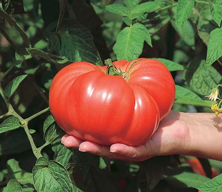 Des tomates géantes dans votre jardin