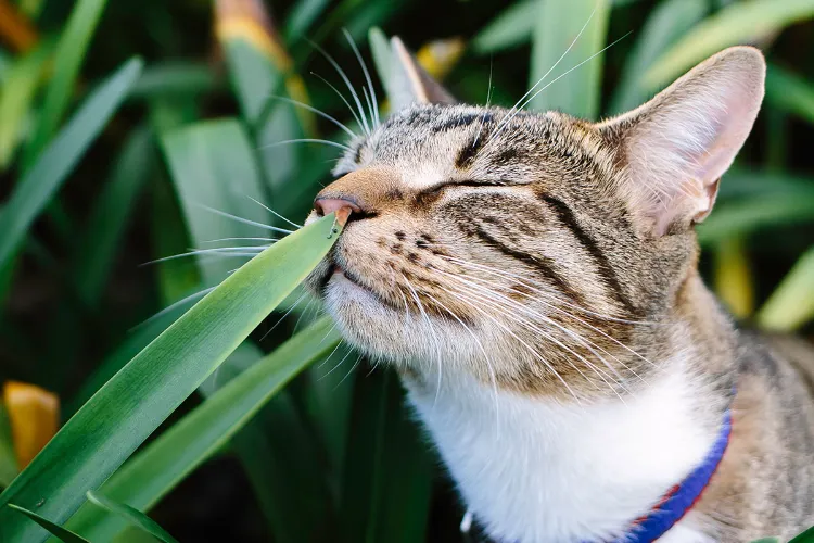 Est-ce que la plante curcuma est toxique pour les chats
