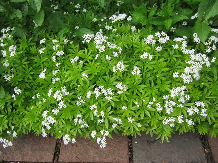 Galium odoratum 7 plantes vivaces couvre-sol sans entretien qui embelliront votre extérieur