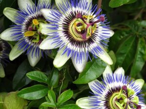 Passiflore plante grimpante feuillage persistant