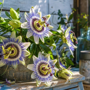Passiflore plante grimpante feuillage persistant
