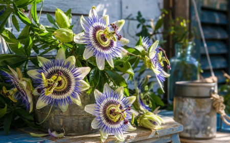 Passiflore plante grimpante feuillage persistant