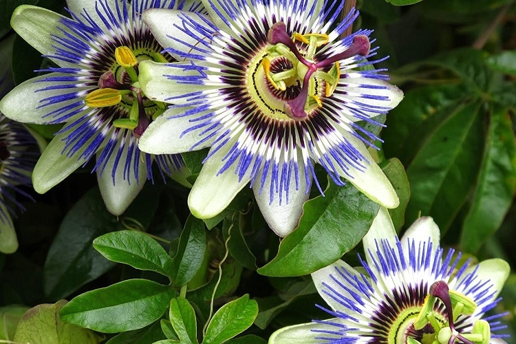 Passiflore plante grimpante feuillage persistant