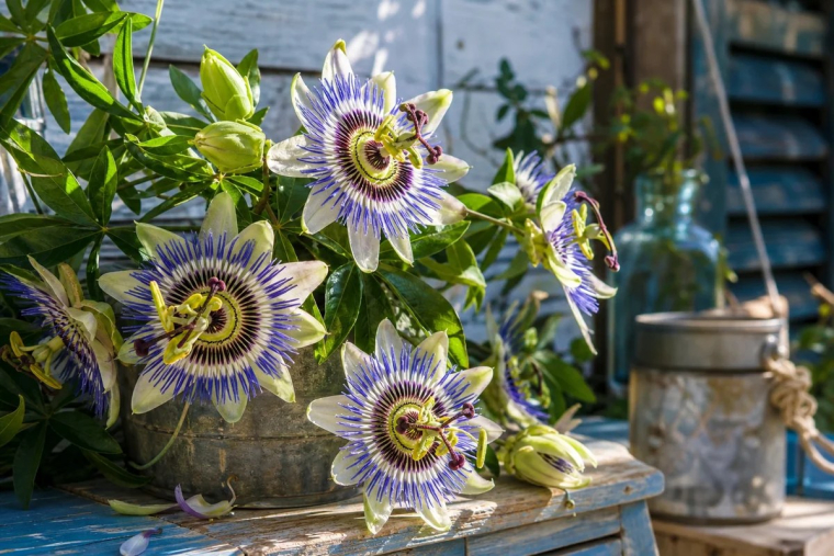 Passiflore plante grimpante feuillage persistant
