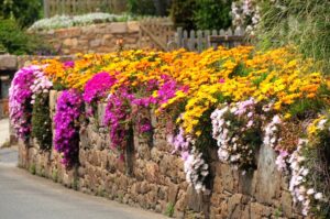 Planting-Ice-Plants Delosperma Aizoaceae