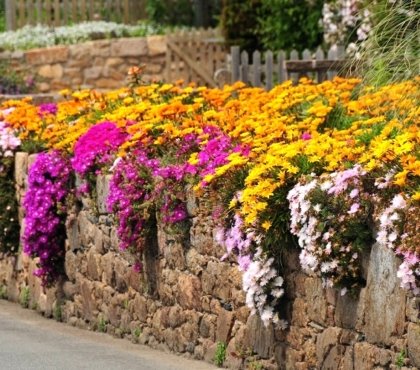 Planting-Ice-Plants Delosperma Aizoaceae