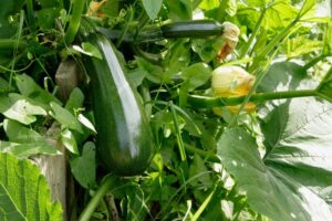 Quel emplacement pour stimuler la croissance des courgettes en 2022