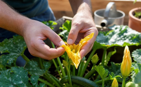 améliorer la pollinisation des courgettes 2022