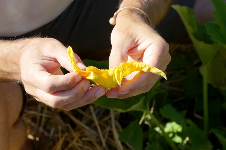 améliorer la pollinisation des courgettes 2022
