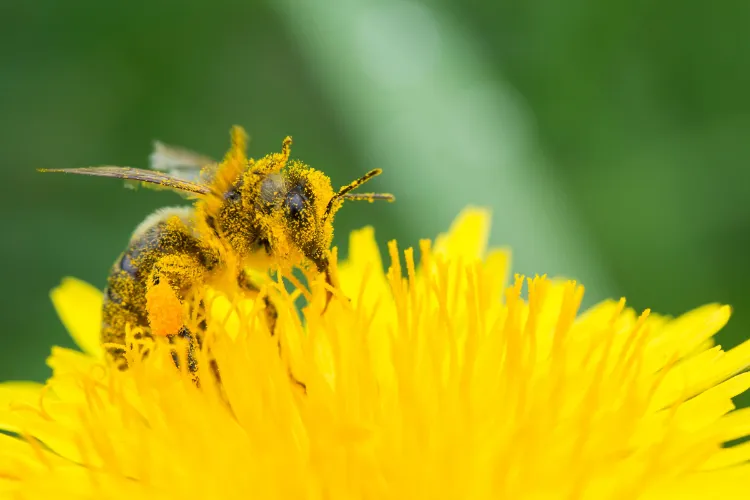 Améliorer la pollinisation des courgettes