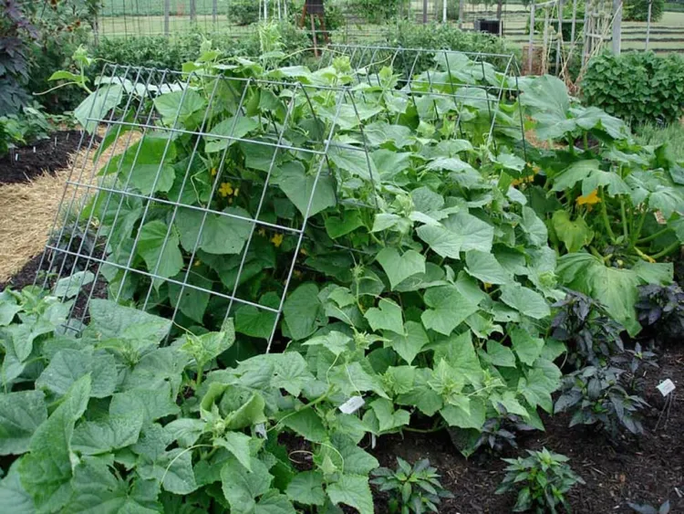 arrosage jardin potager besoin élevé modéré faible eau