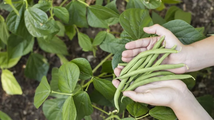 arrosage potager haricots communs verts nécessiter courte saison croissance