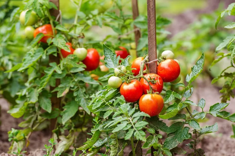 arrosage tomate combien fois semaine comment effectuer quantité eau utiliser récolte