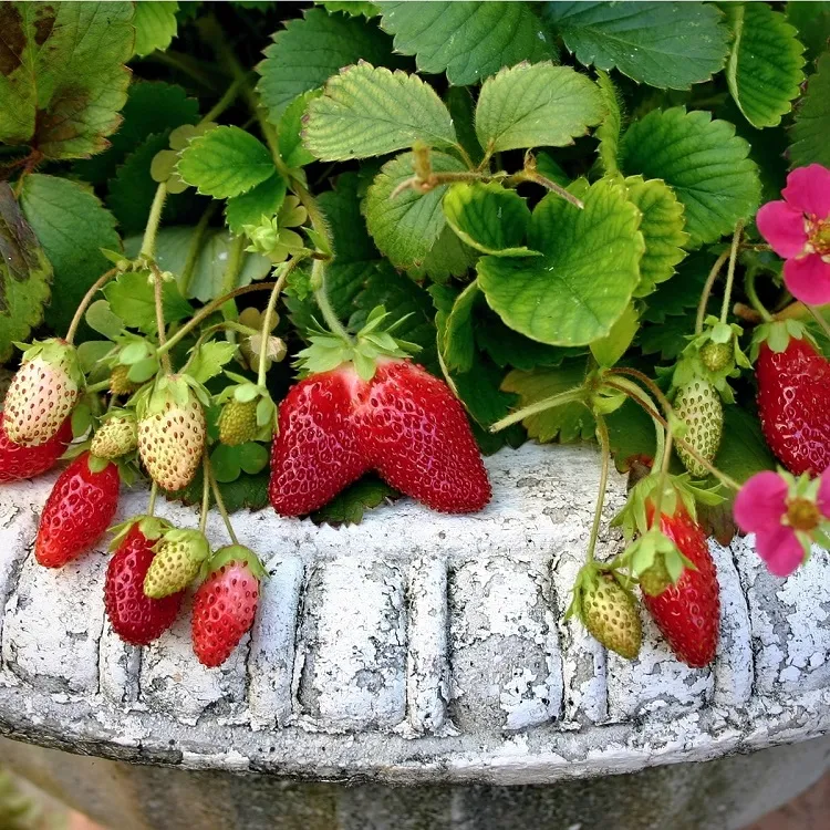 arroser fertiliser pour doubler le rendement de ses fraises cet été 2022