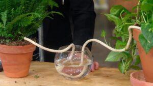 arroser les plantes méthode traditionnelle évacuation eau cordon coton