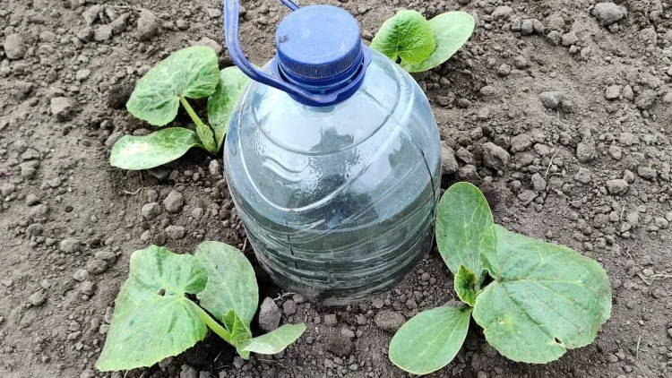 arroser plantes vacances bouteille plastique propre vide fonctionne bien