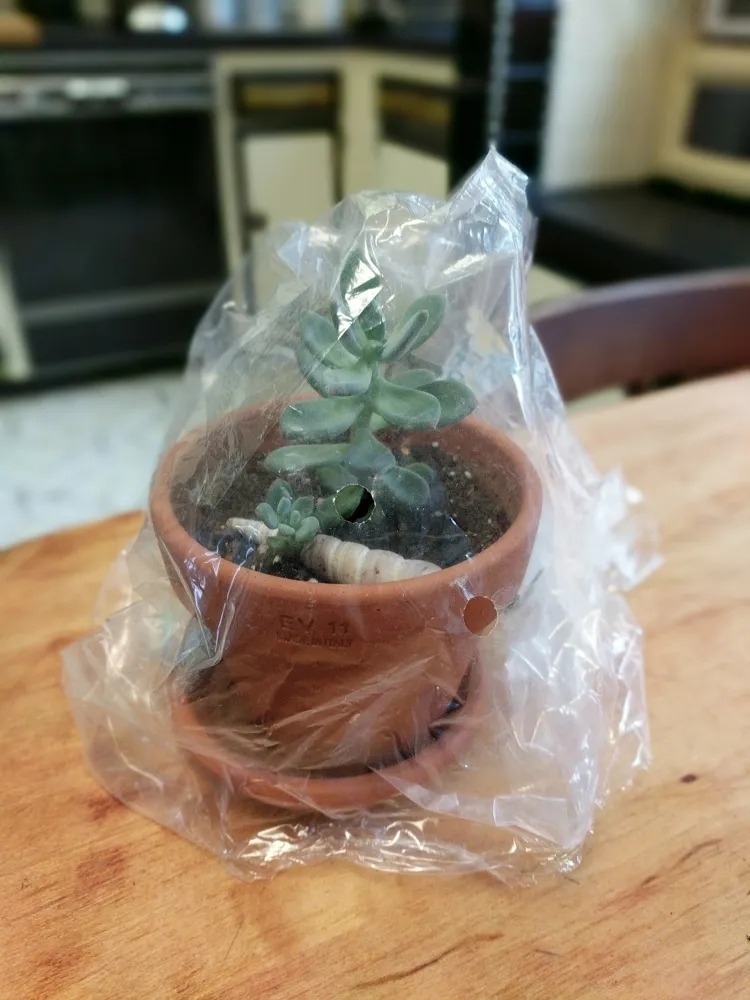 arroser ses plantes pendant les vacances mini serre capter eau évaporée réinjecter plante