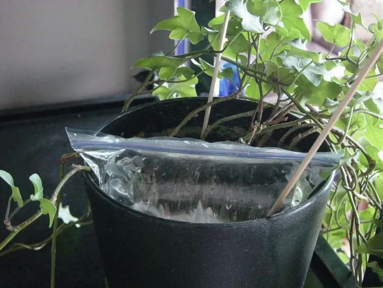 arroser ses plantes pendant les vacances tester sacs plastique couvrir pot