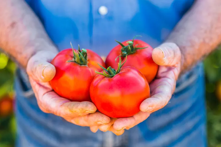 arroser tomate quelle fréquence comment combien eau utiliser récolte abondante