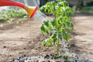arroser tomates avec du lait