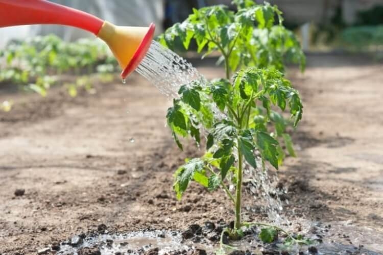 arroser tomates avec du lait