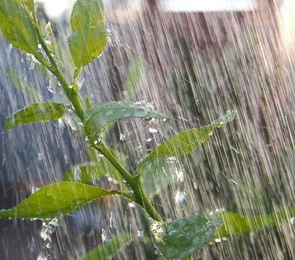 astuces pour protéger son potager de l’orage d’été