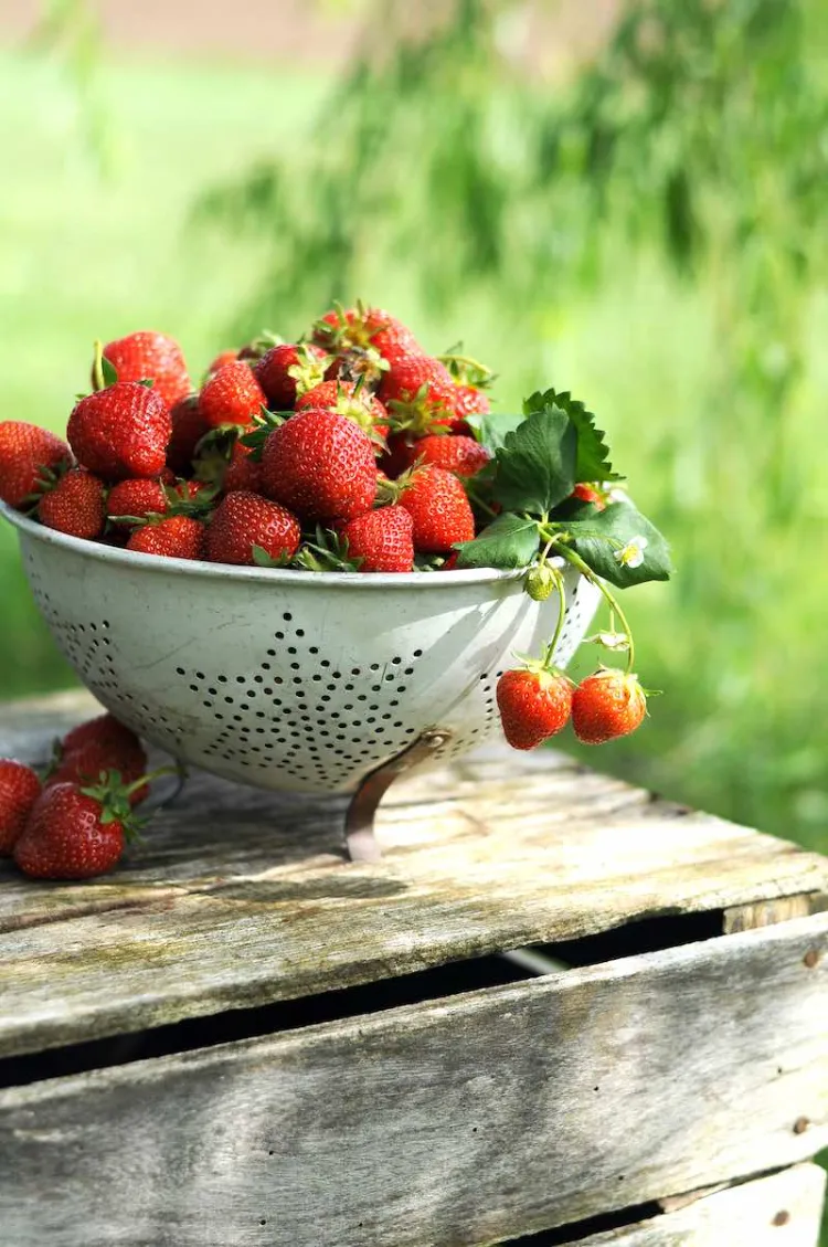 augment le rendement des fraise aquaponie au m2 hors sol 