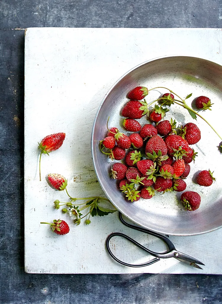 augment le rendement des fraises au m2 m3 au kilo jardin