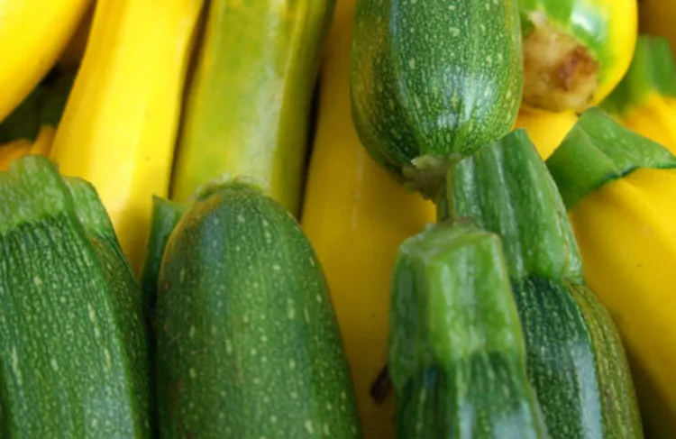 Améliorer la pollinisation des courgettes