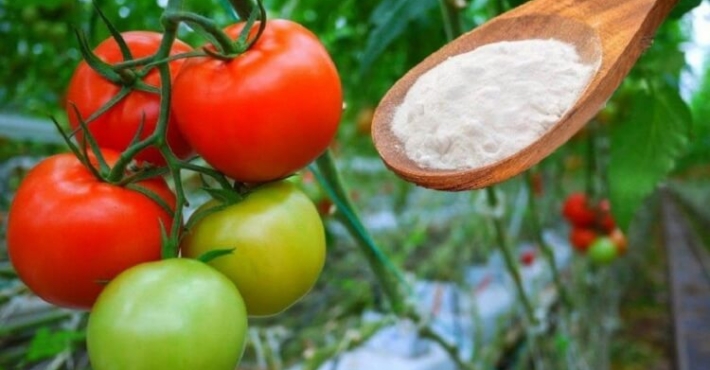 bicarbonate de soude jardin tomate
