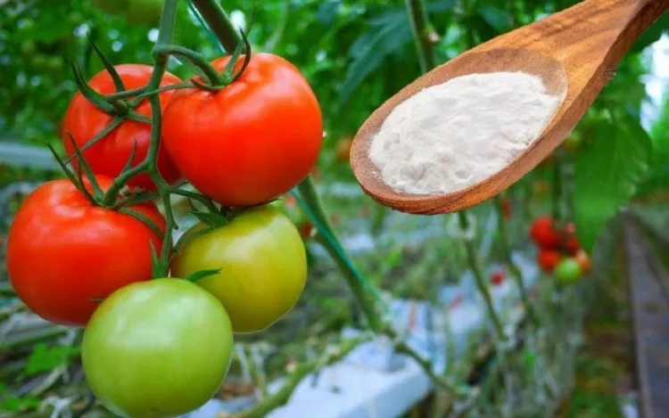 bicarbonate de soude jardin tomate